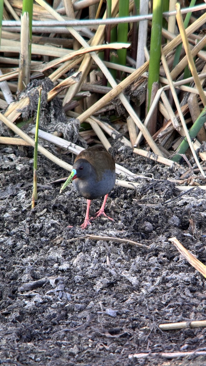 Kurşuni Sukılavuzu - ML647360339