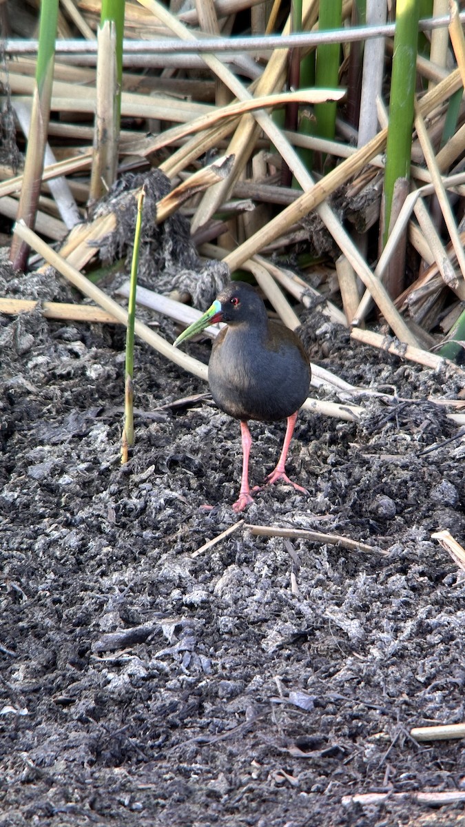 Kurşuni Sukılavuzu - ML647360340