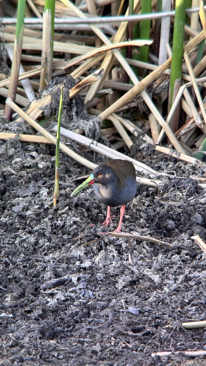 Kurşuni Sukılavuzu - ML647360341