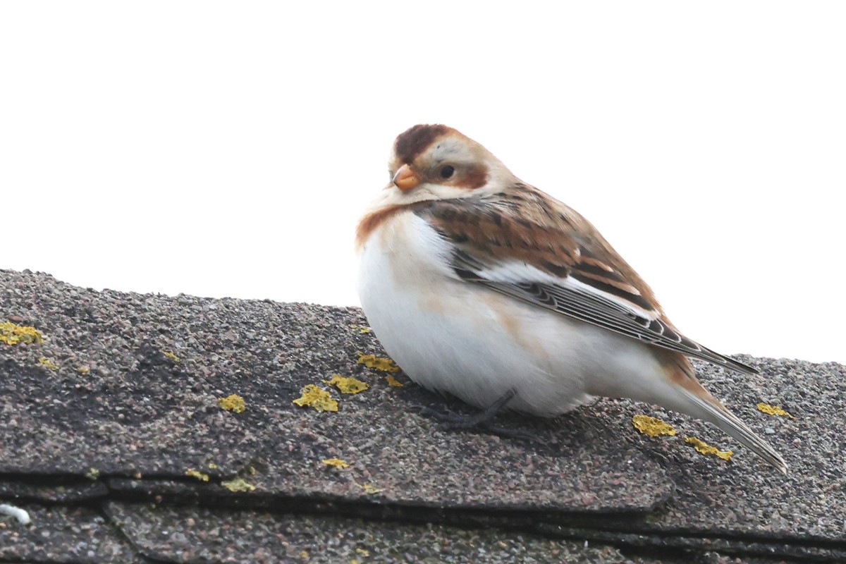 Zigolo delle nevi - ML647360342