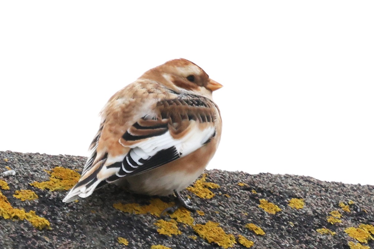 Zigolo delle nevi - ML647360343