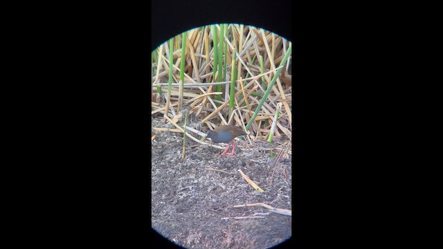 Plumbeous Rail - ML647360346