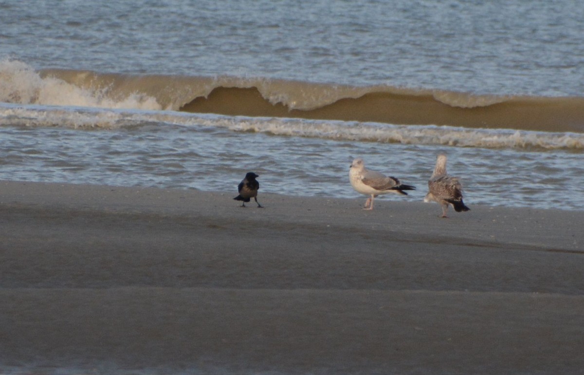 Leş Kargası - ML647360367