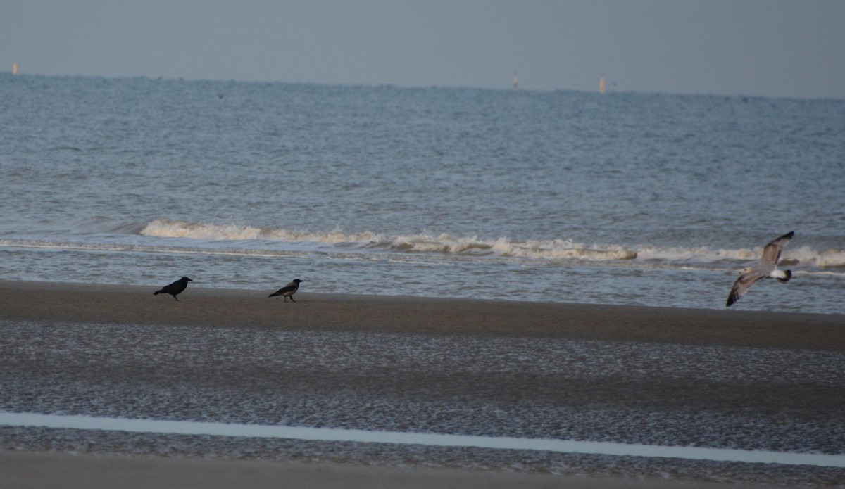 Leş Kargası - ML647360368