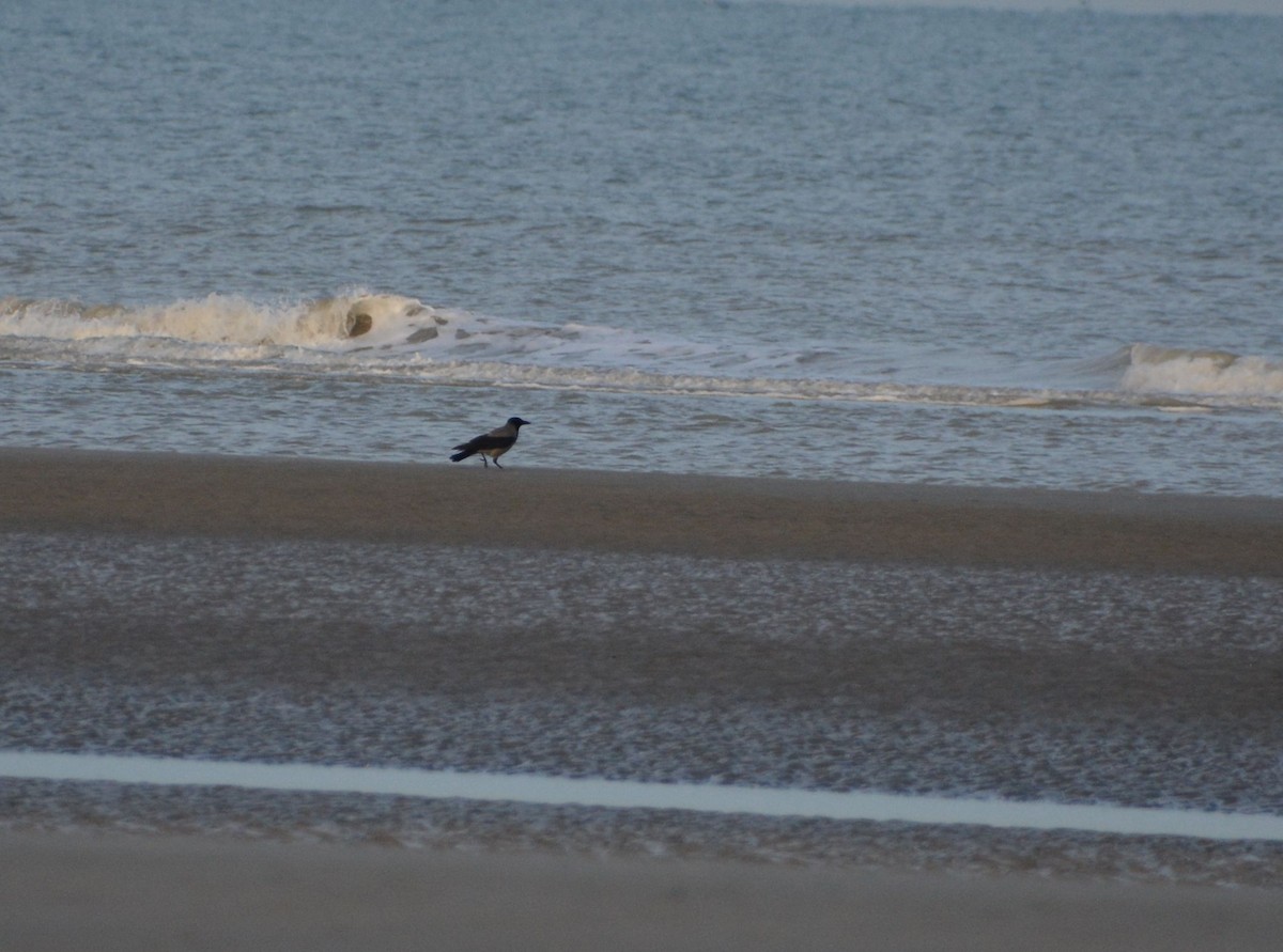 Leş Kargası - ML647360369