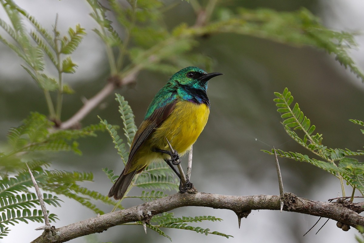 Саїманга зеленовола - ML647360375