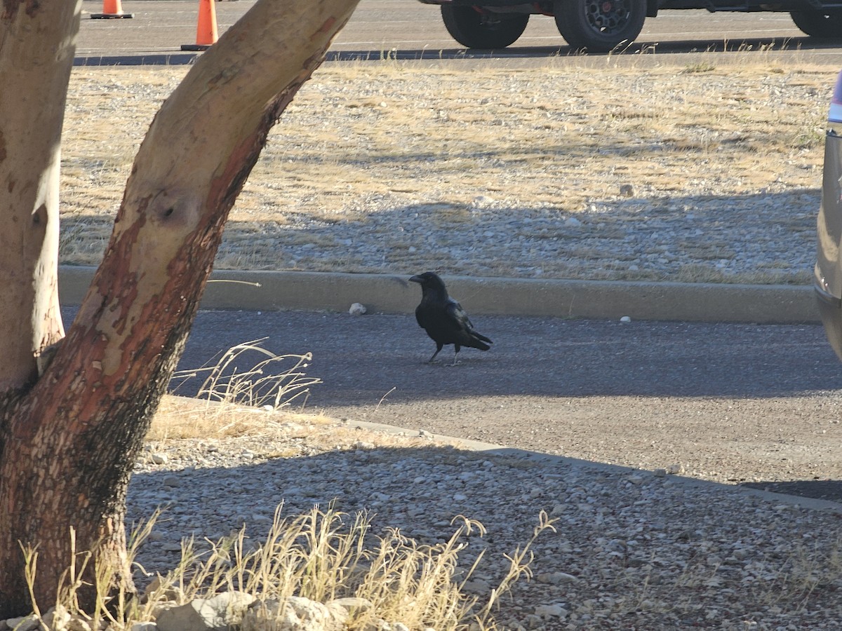 עורב שחור - ML647360406