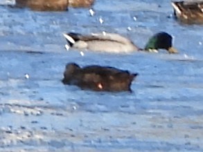 American Black Duck - ML647360410