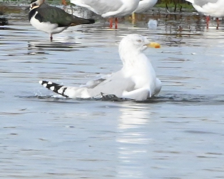 European Herring Gull - ML647360425