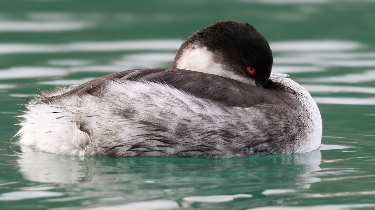 Eared Grebe - ML647360427