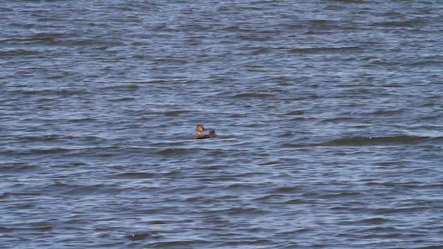 King Eider - ML647360466