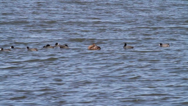 King Eider - ML647360467