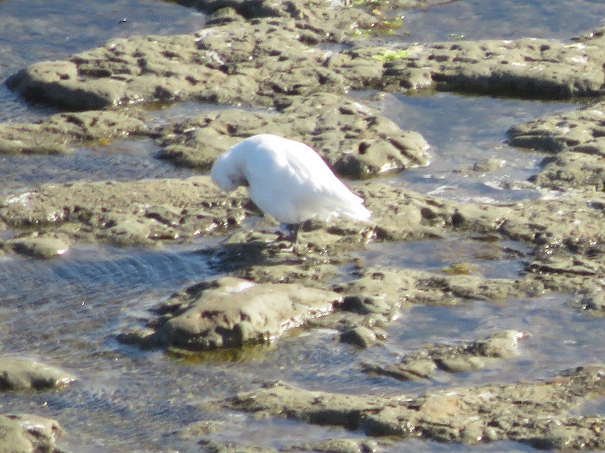 Weißgesicht-Scheidenschnabel - ML647360478