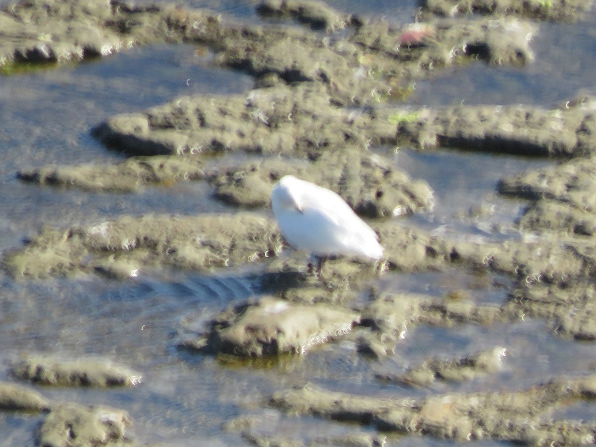 Weißgesicht-Scheidenschnabel - ML647360479