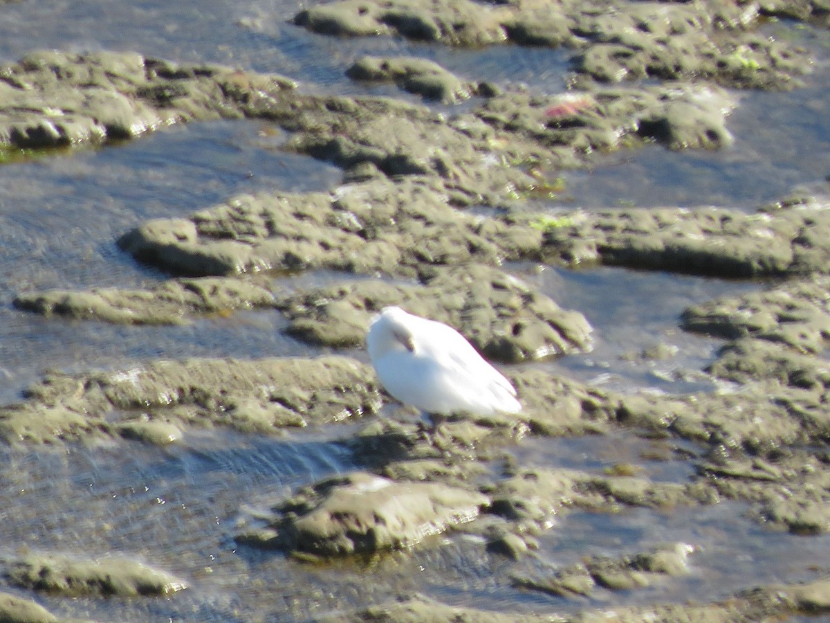 Weißgesicht-Scheidenschnabel - ML647360480