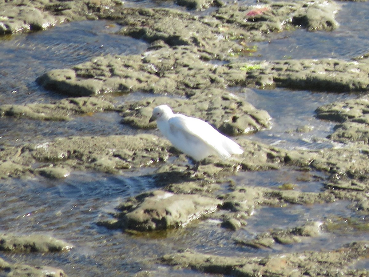 Weißgesicht-Scheidenschnabel - ML647360481