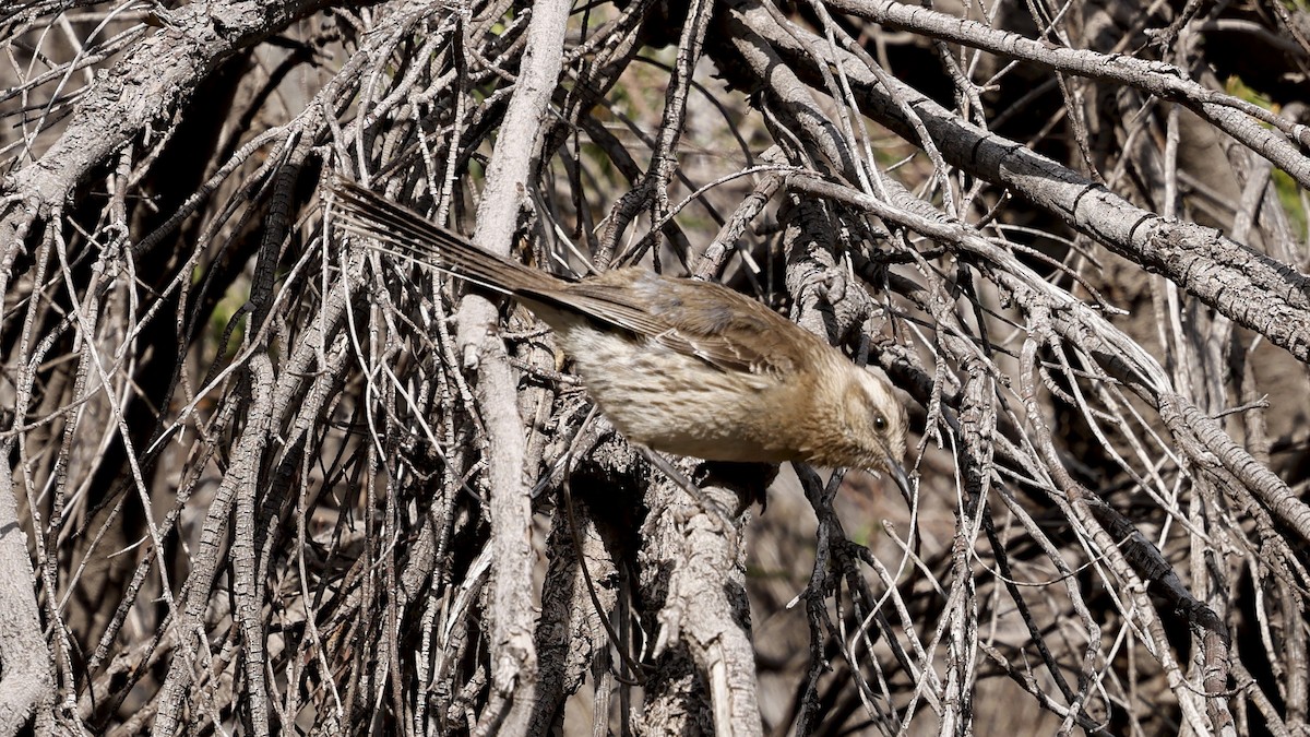 Chilean Mockingbird - ML647360483