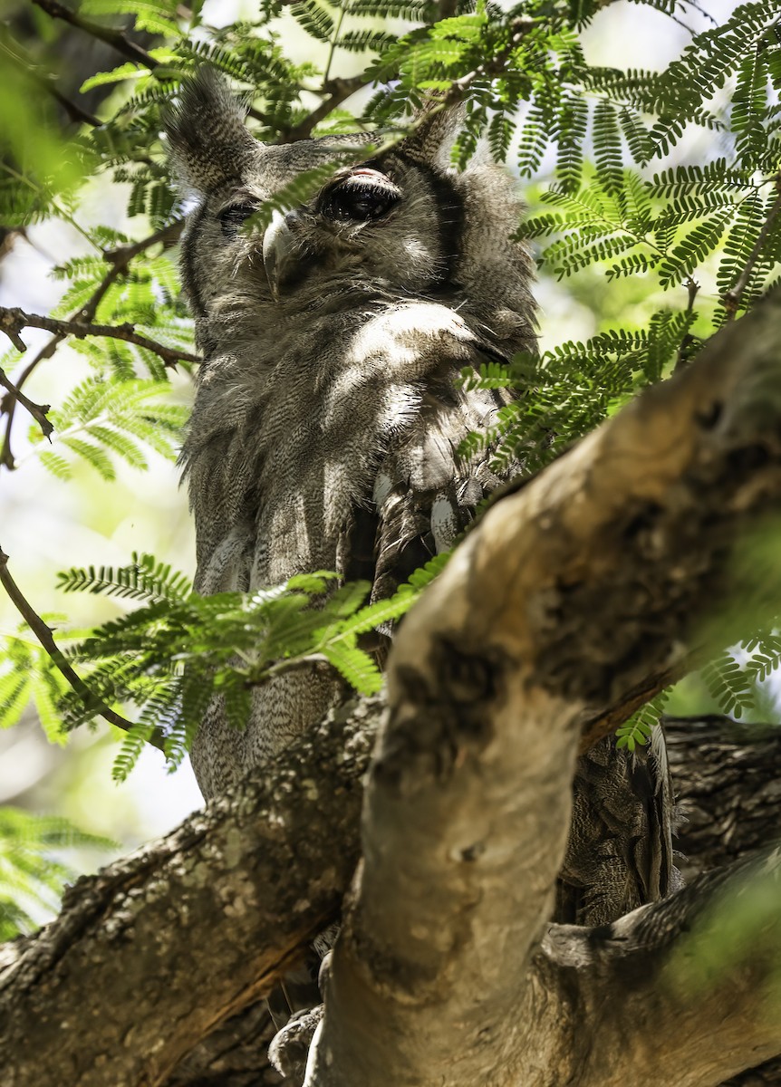 Verreaux's Eagle-Owl - ML647360521