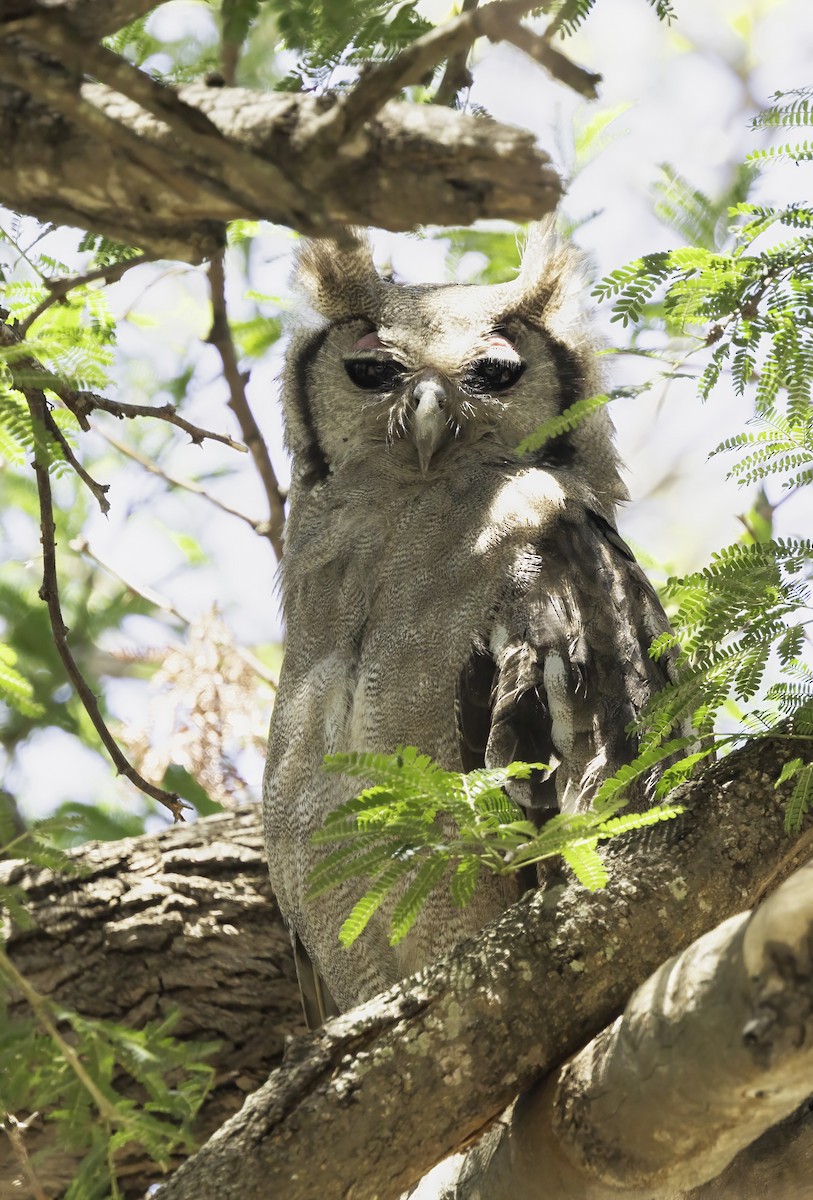Verreaux's Eagle-Owl - ML647360522