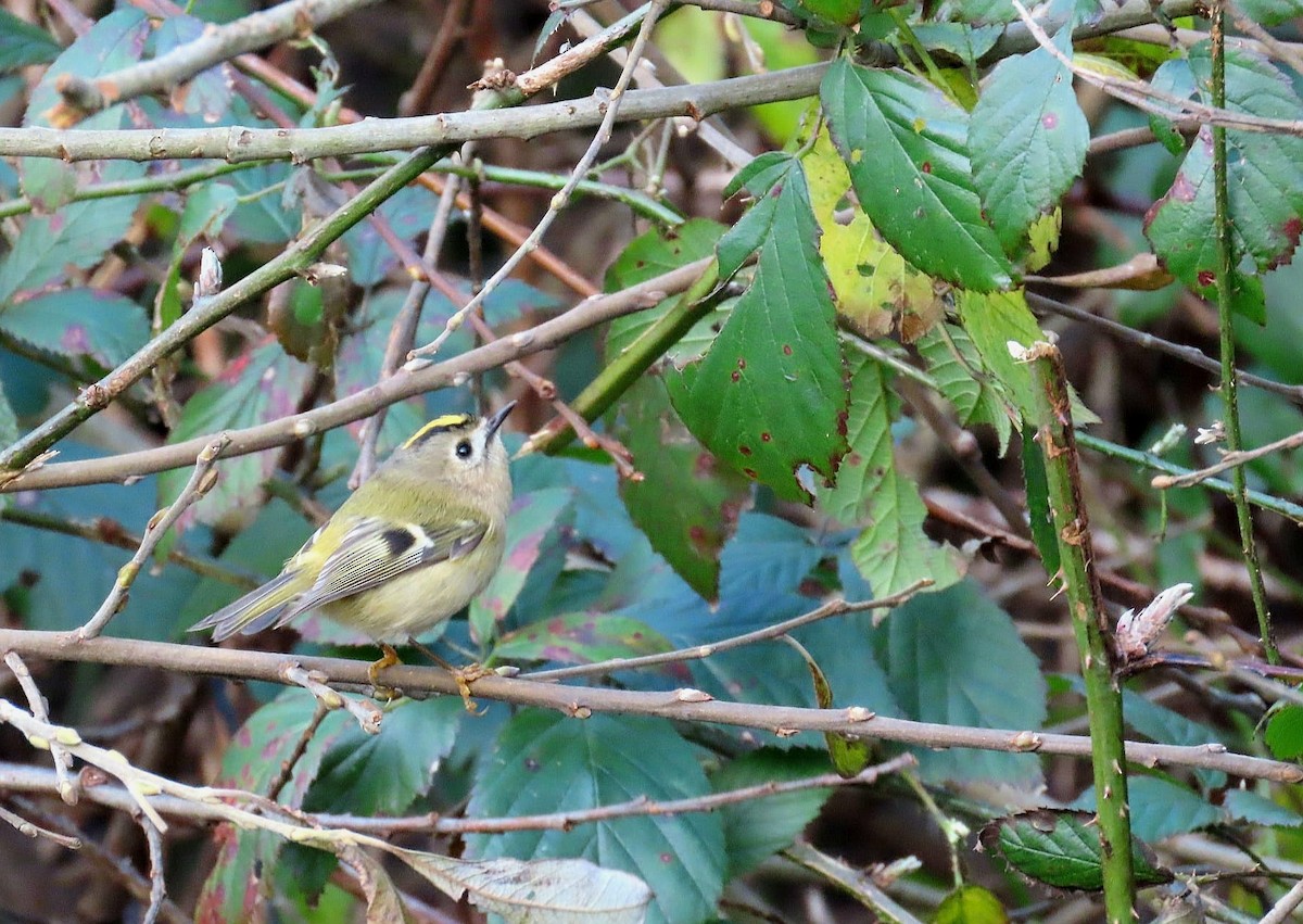 Goldcrest - ML647360533