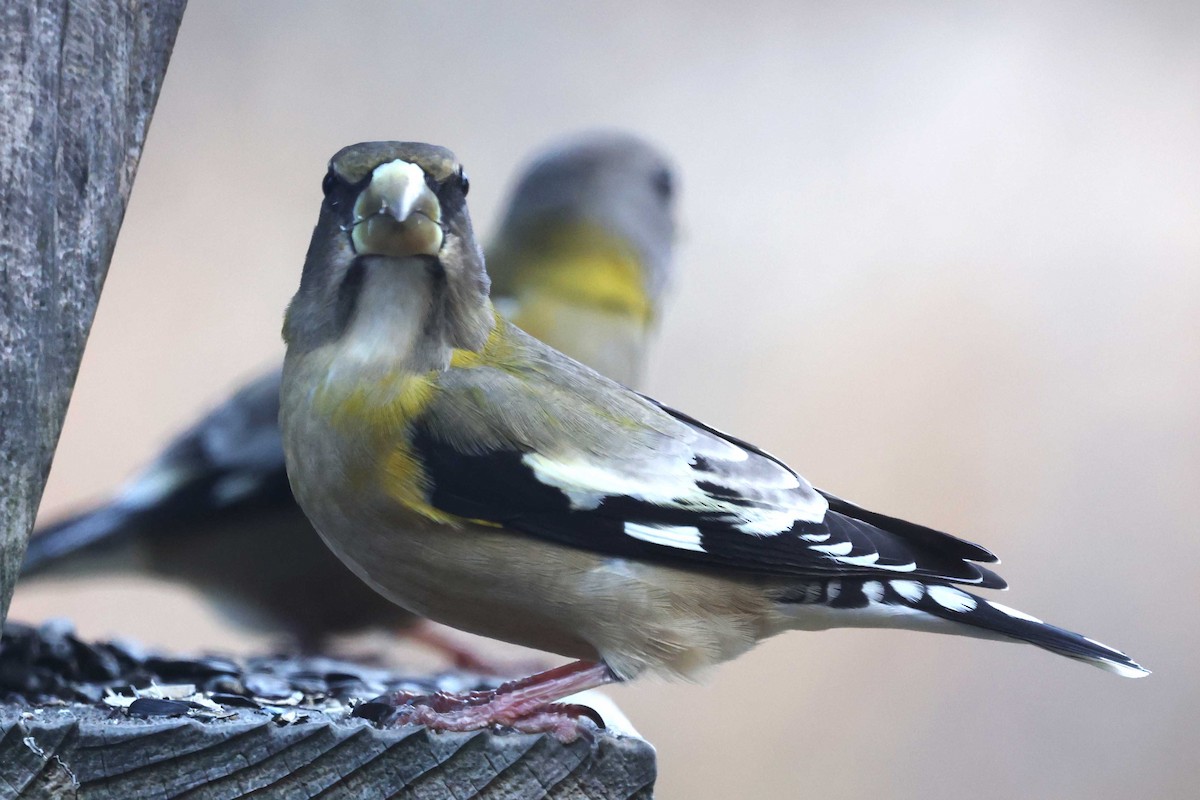 Evening Grosbeak - ML647360551
