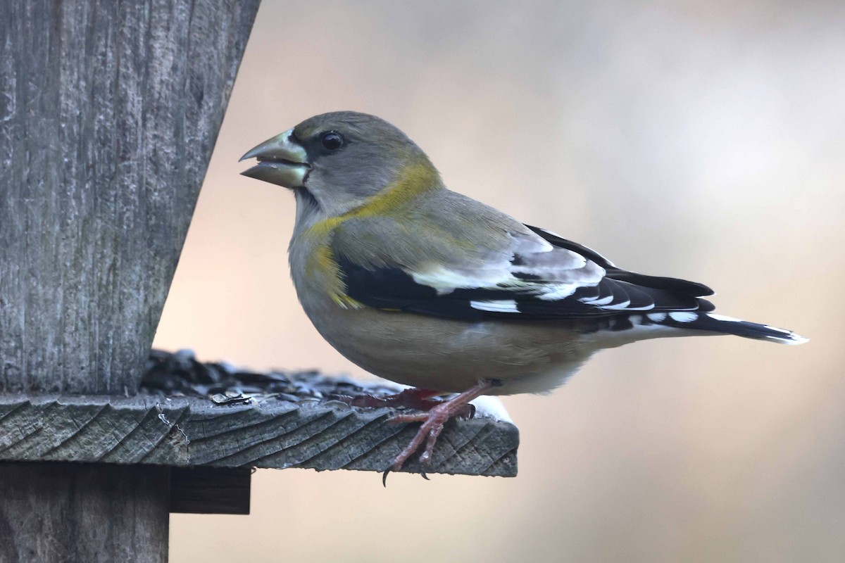 Evening Grosbeak - ML647360553