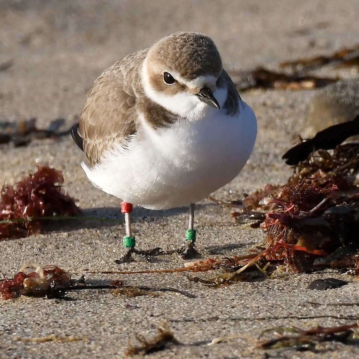 Snowy Plover - ML647360554
