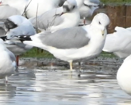 Common Gull - ML647360558