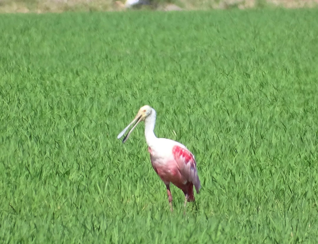 Roseate Spoonbill - ML647360571