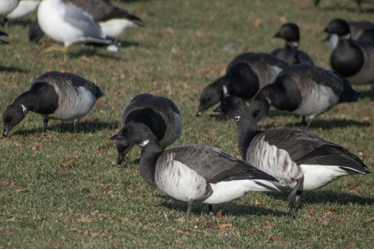 Brant - ML647360577