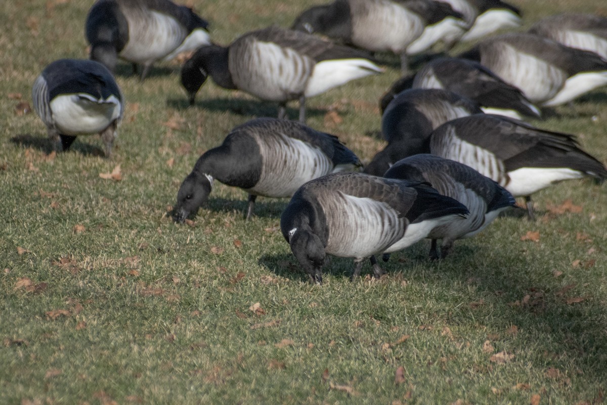 Brant - ML647360580