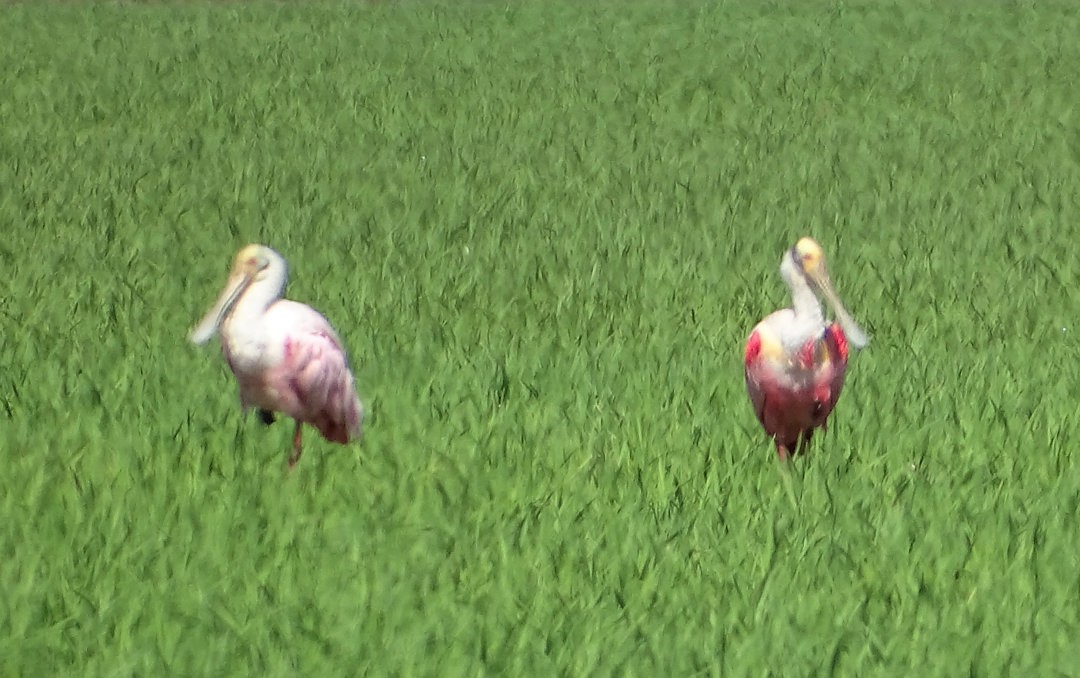 Roseate Spoonbill - ML647360588