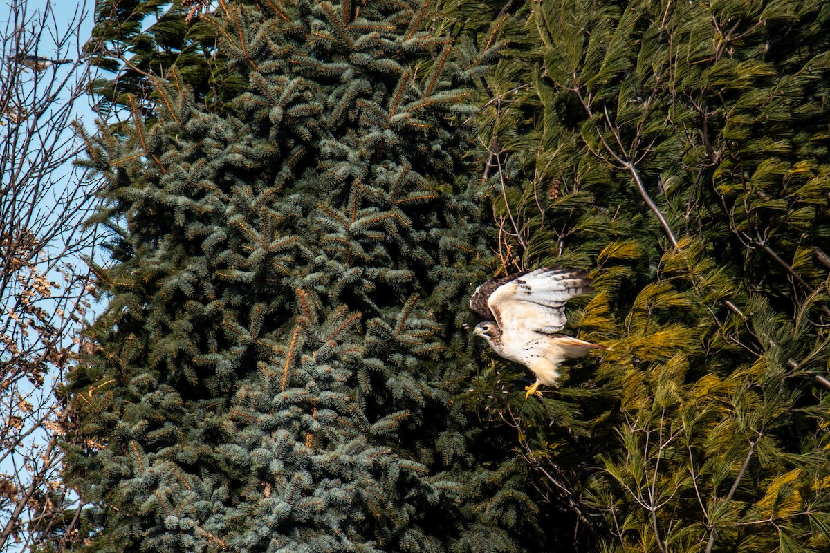 Red-tailed Hawk - ML647360593