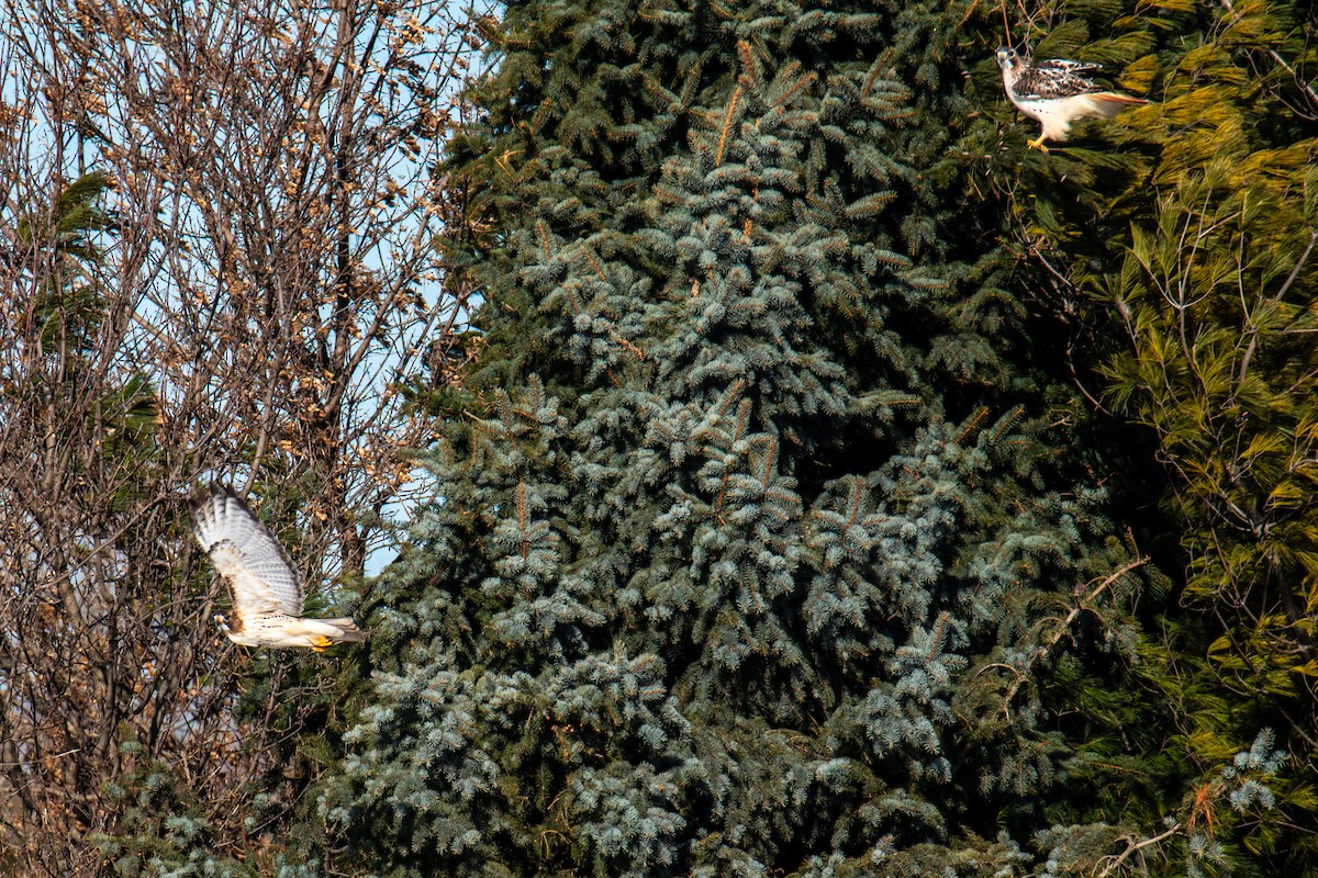 Red-tailed Hawk - ML647360594