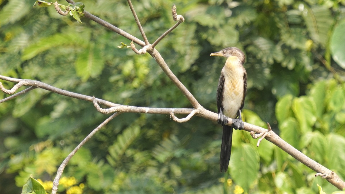 langstjertskarv - ML647360602