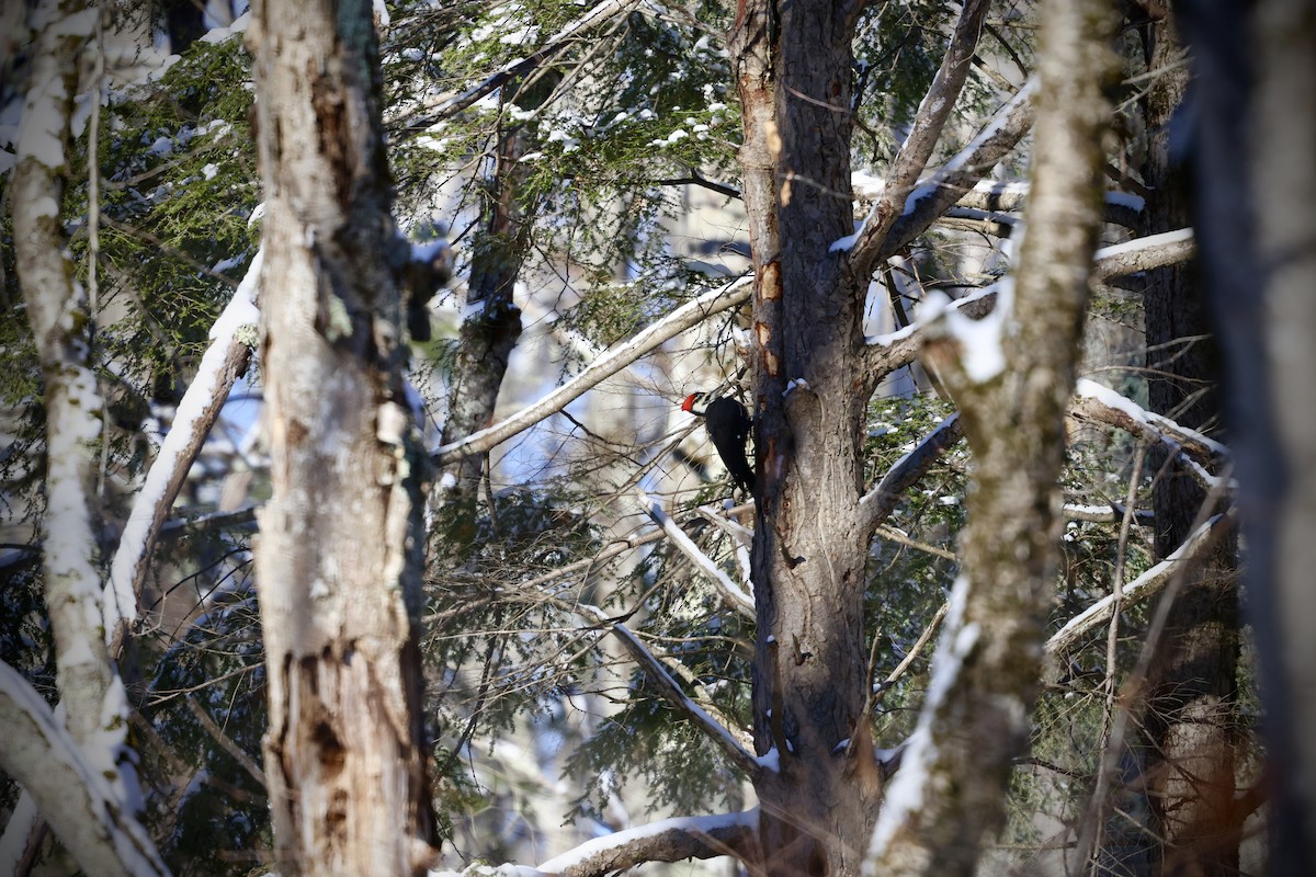 Pileated Woodpecker - ML647360629