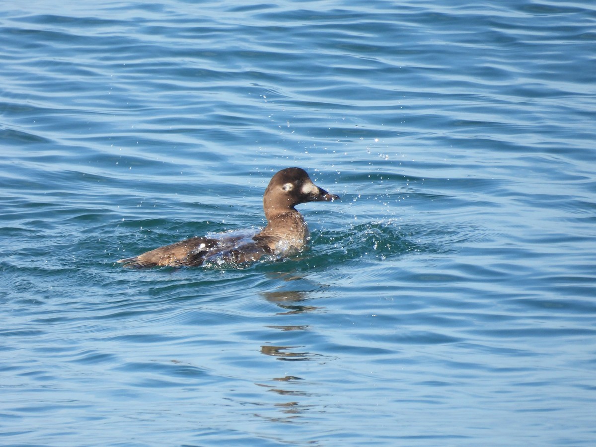 White-winged Scoter - ML647360637