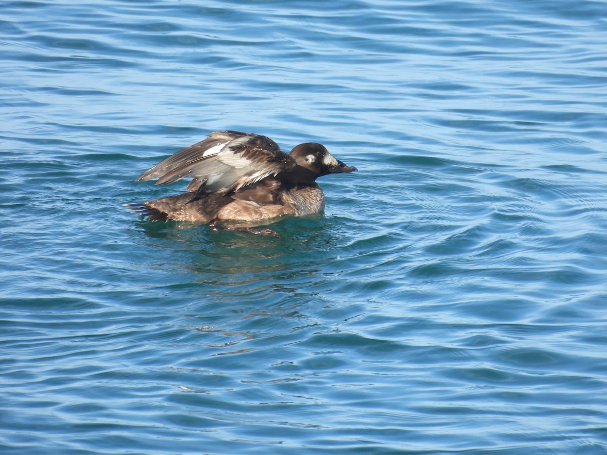 White-winged Scoter - ML647360638