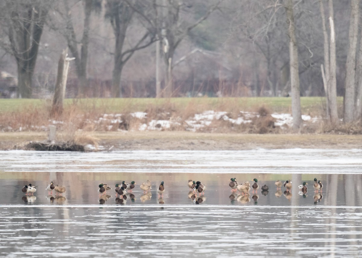 Mallard - ML647360640