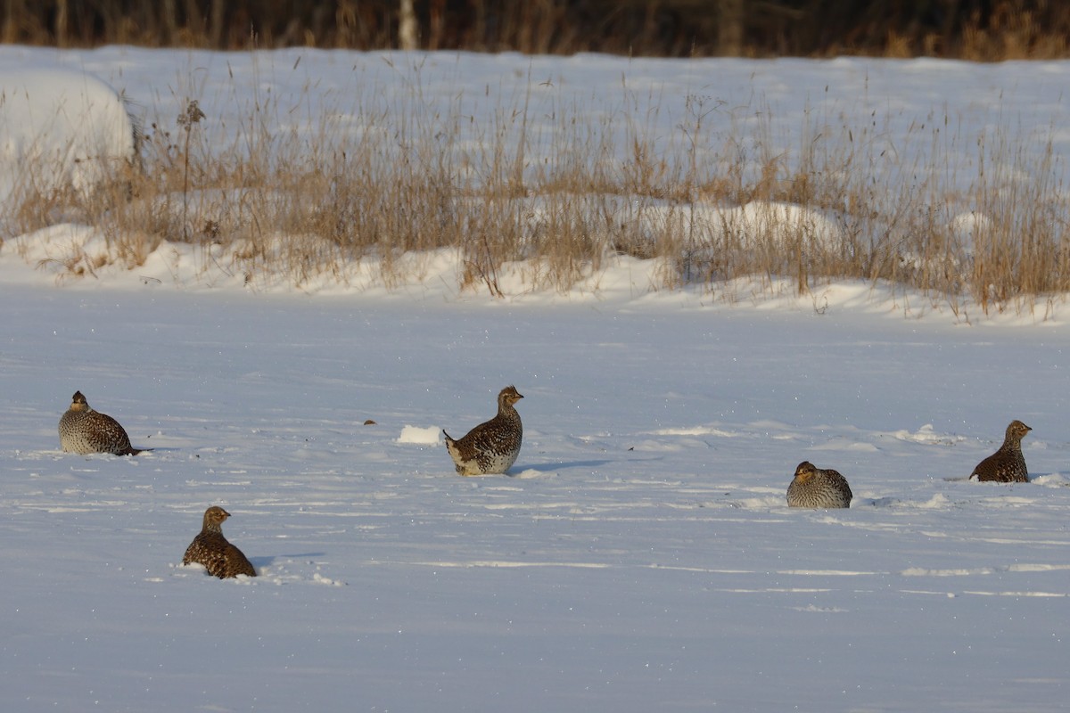 Sharp-tailed Grouse - ML647360641