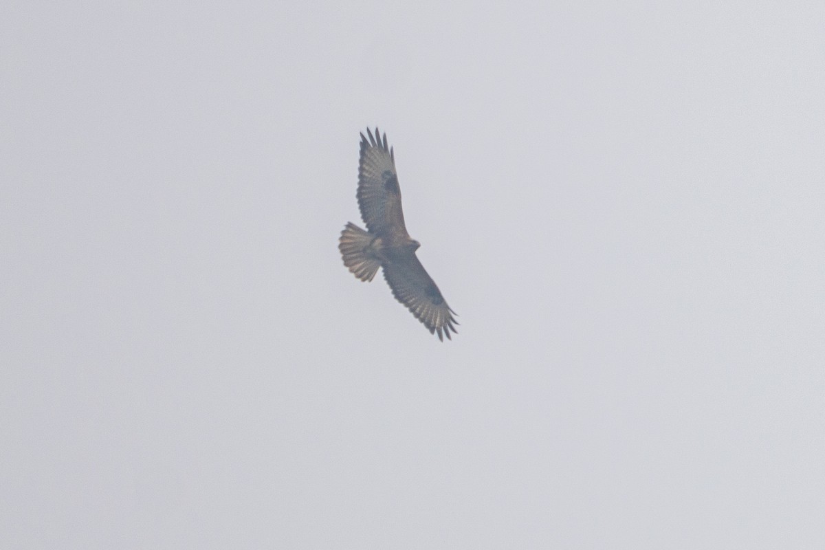 Himalayan Buzzard - ML647360643