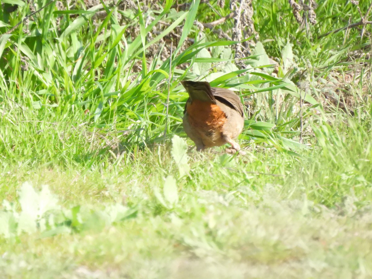 California Towhee - ML647360644