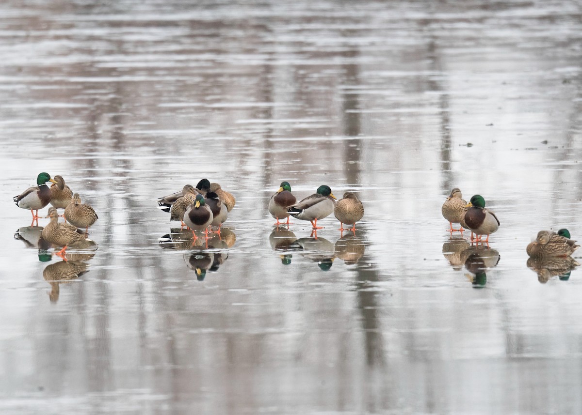 Mallard - ML647360646