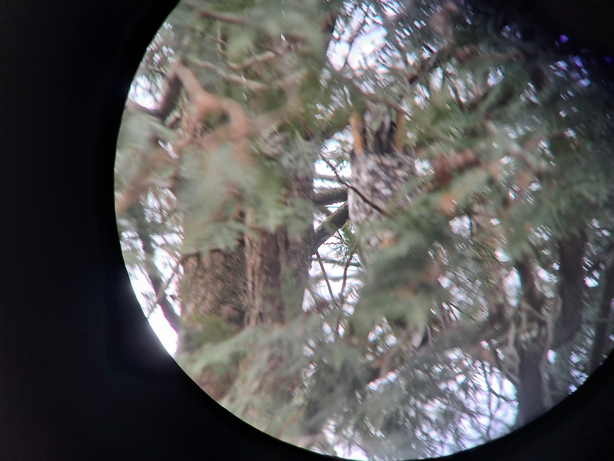 Long-eared Owl - ML647360647