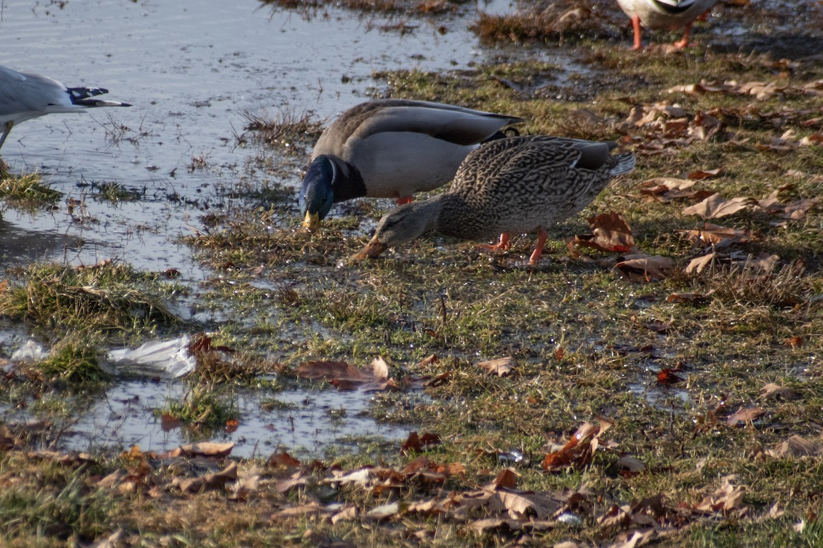 Mallard - ML647360648