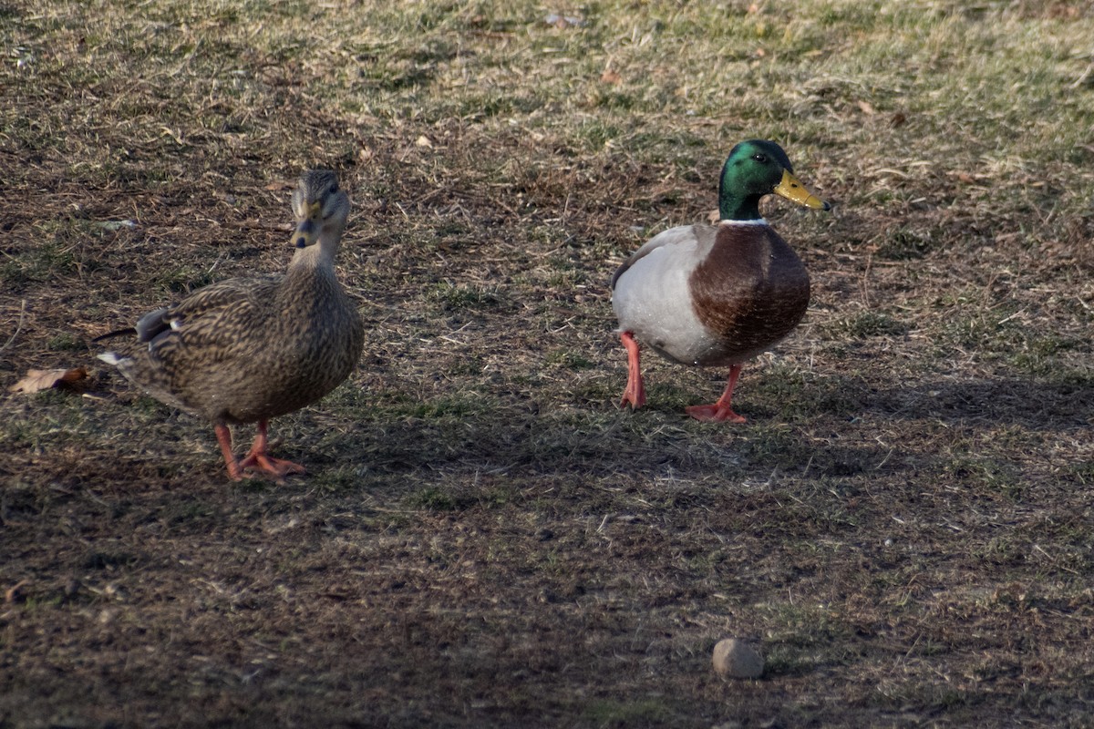 Mallard - ML647360651