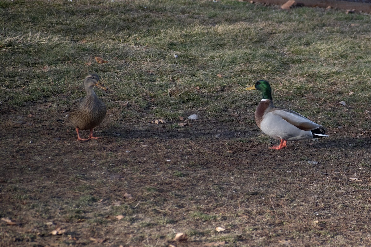 Mallard - ML647360655