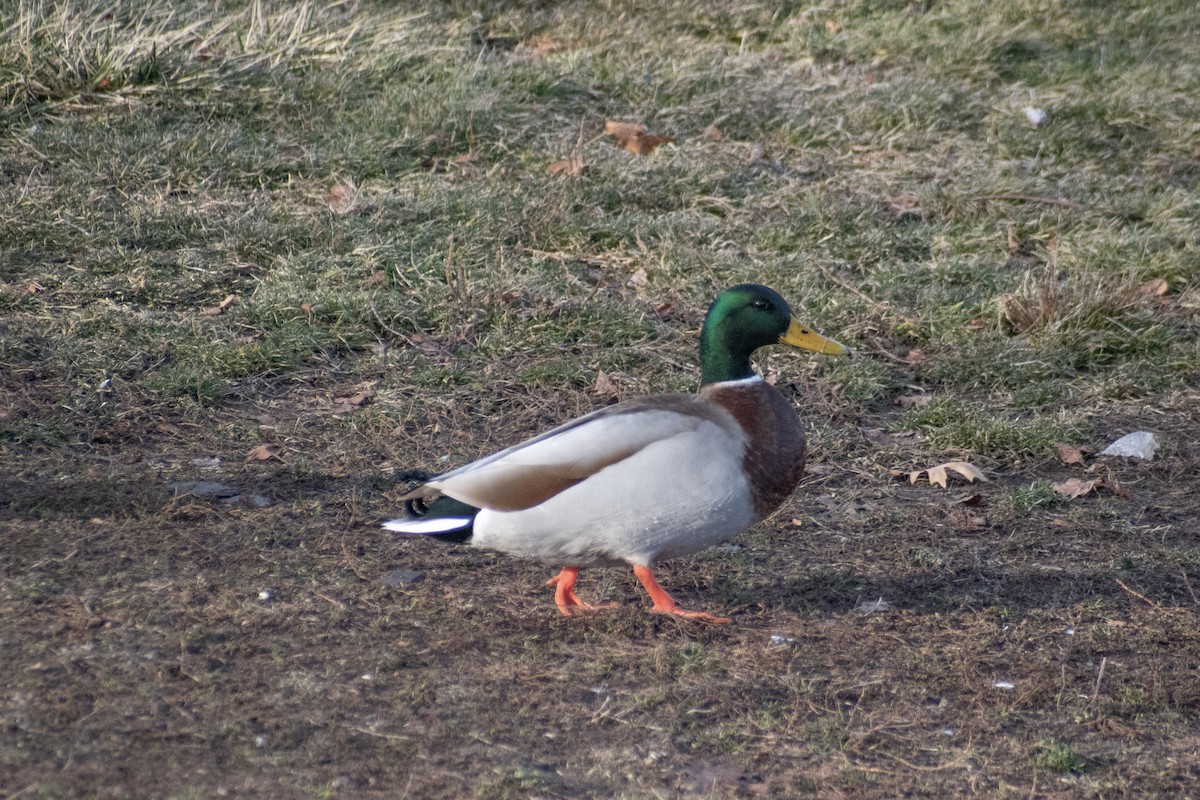 Mallard - ML647360656