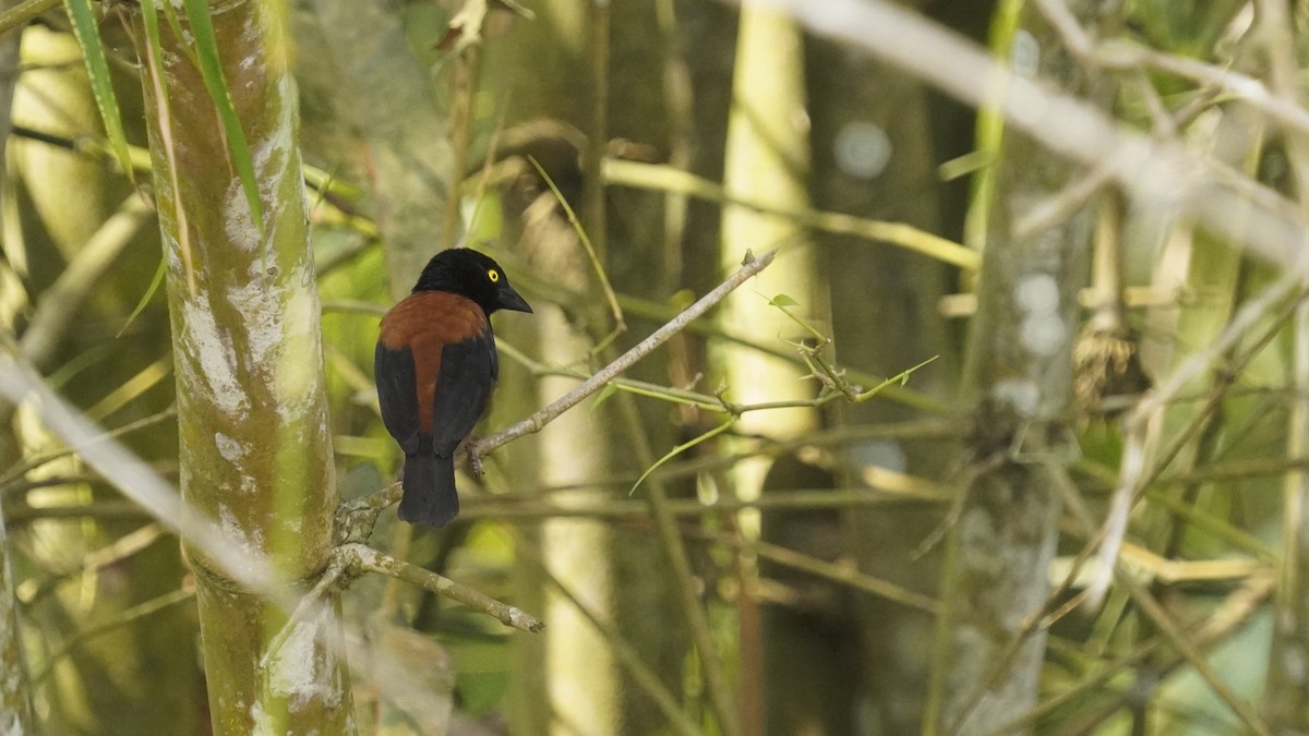 Chestnut-and-black Weaver - ML647360657