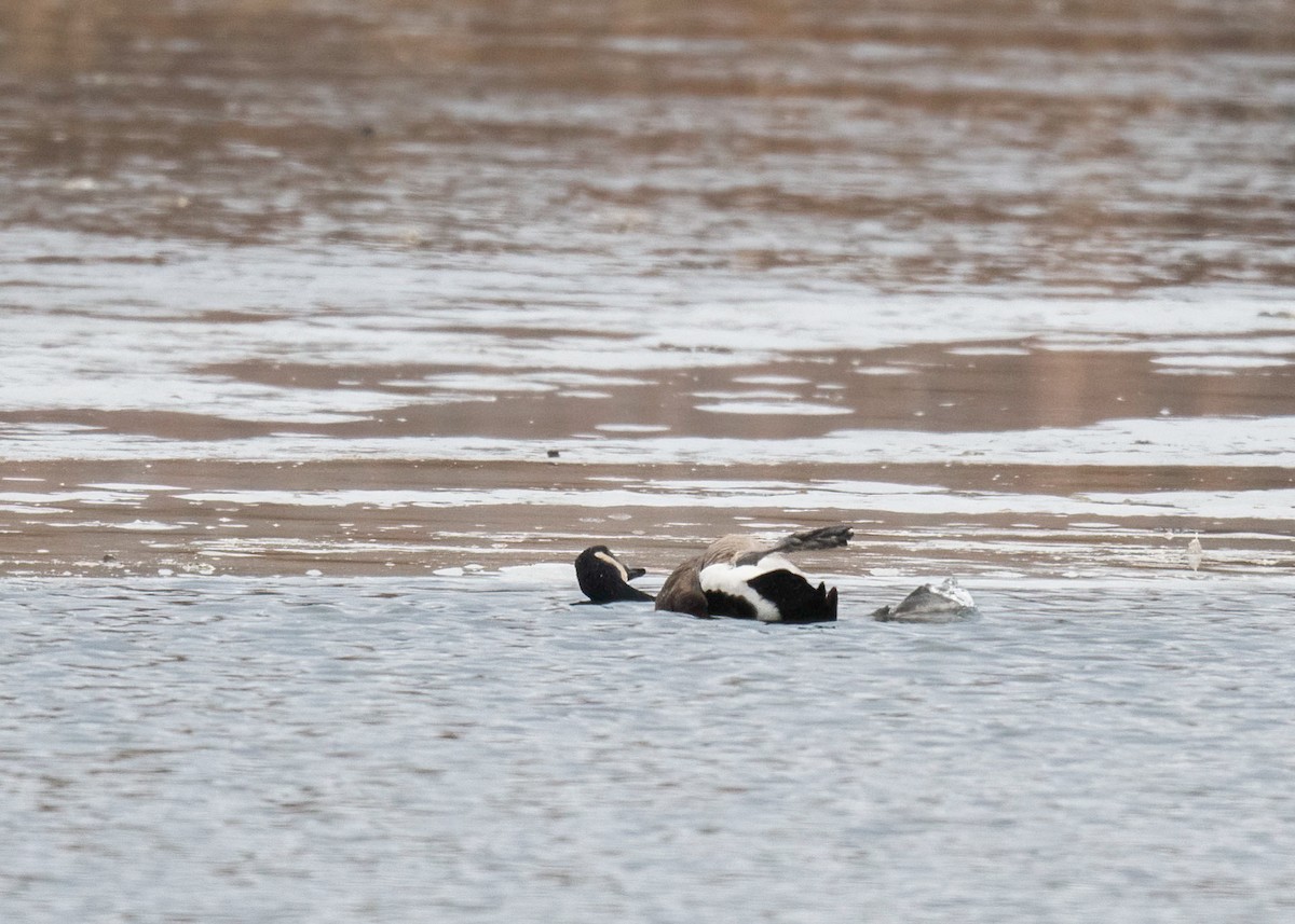 Canada Goose - ML647360662